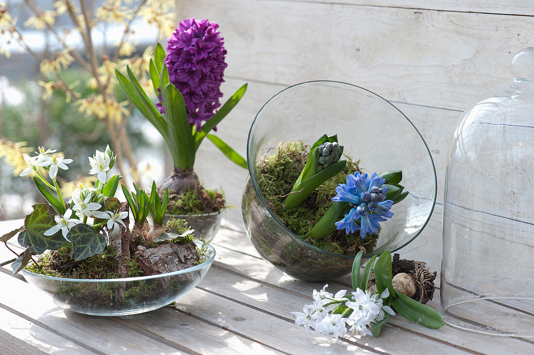 Spring Planting In Glass Cups