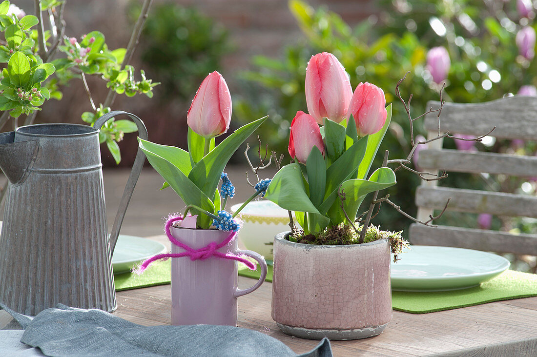 Tulip 'red Paradise' As A Table Decoration