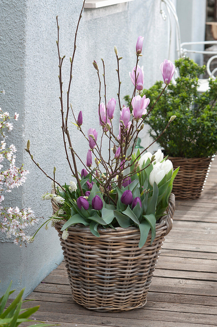 Magnolie mit Tulpen im Korb