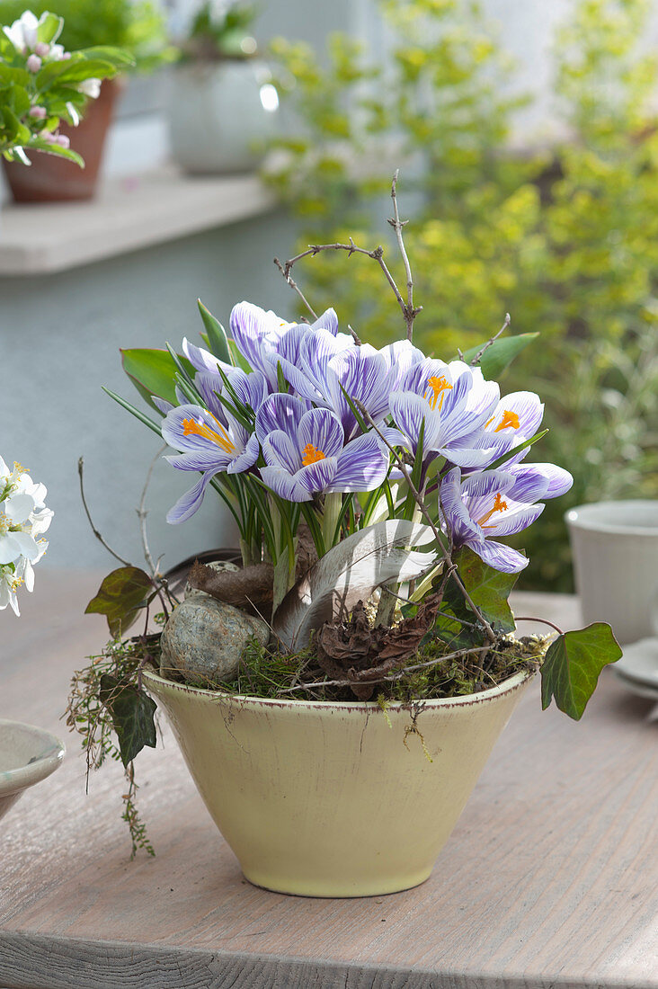 Crocus 'striped Beauty' With Feather And Pebble In The Pot