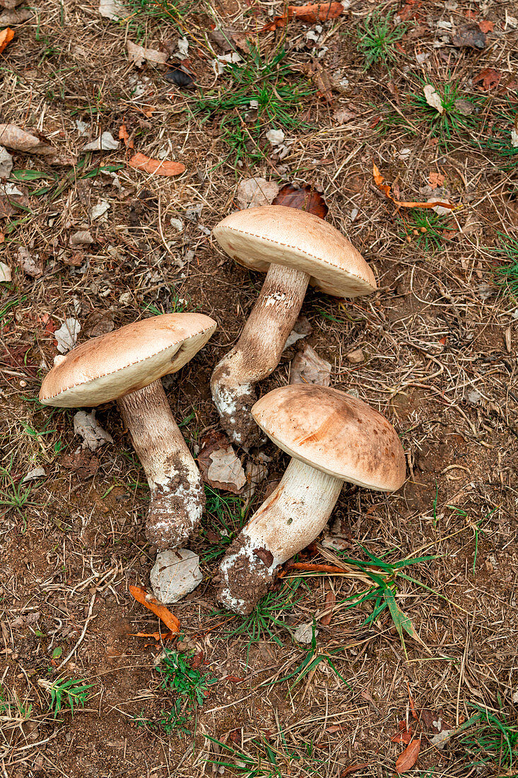 Drei frische Steinpilze auf dem Waldboden liegend (Aufsicht)