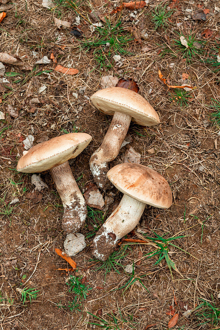 Porcini mushrooms on the ground in the forest