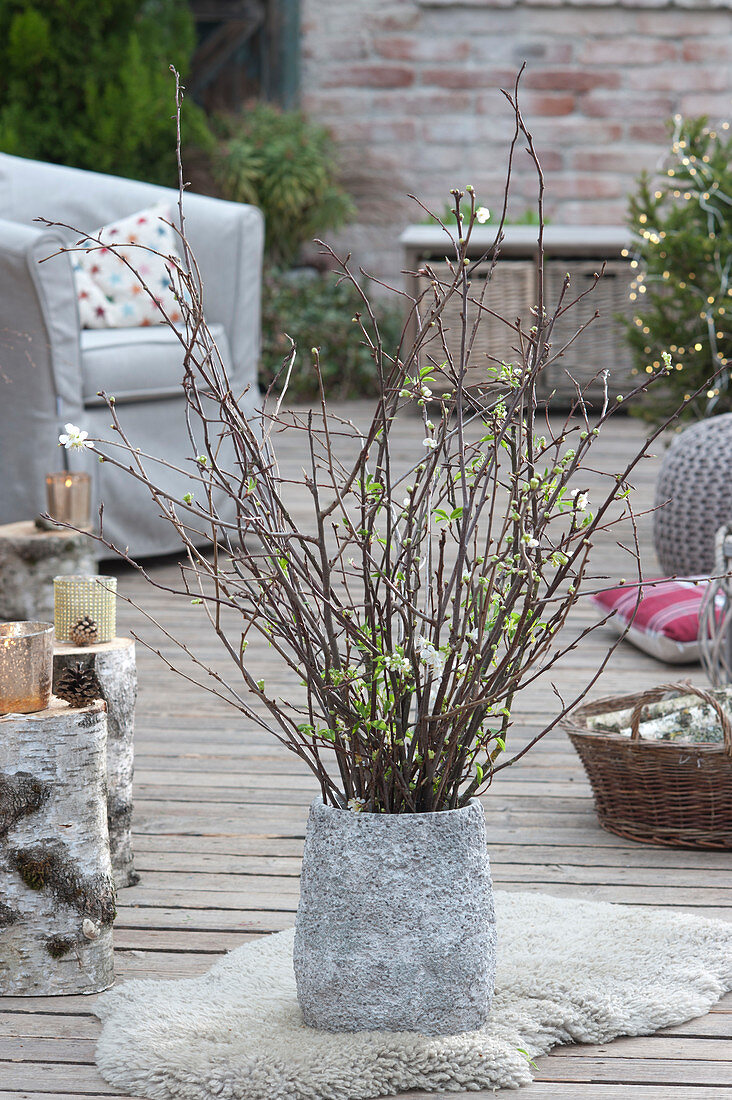 Barbarazweige in grauer Vase auf der Terrasse