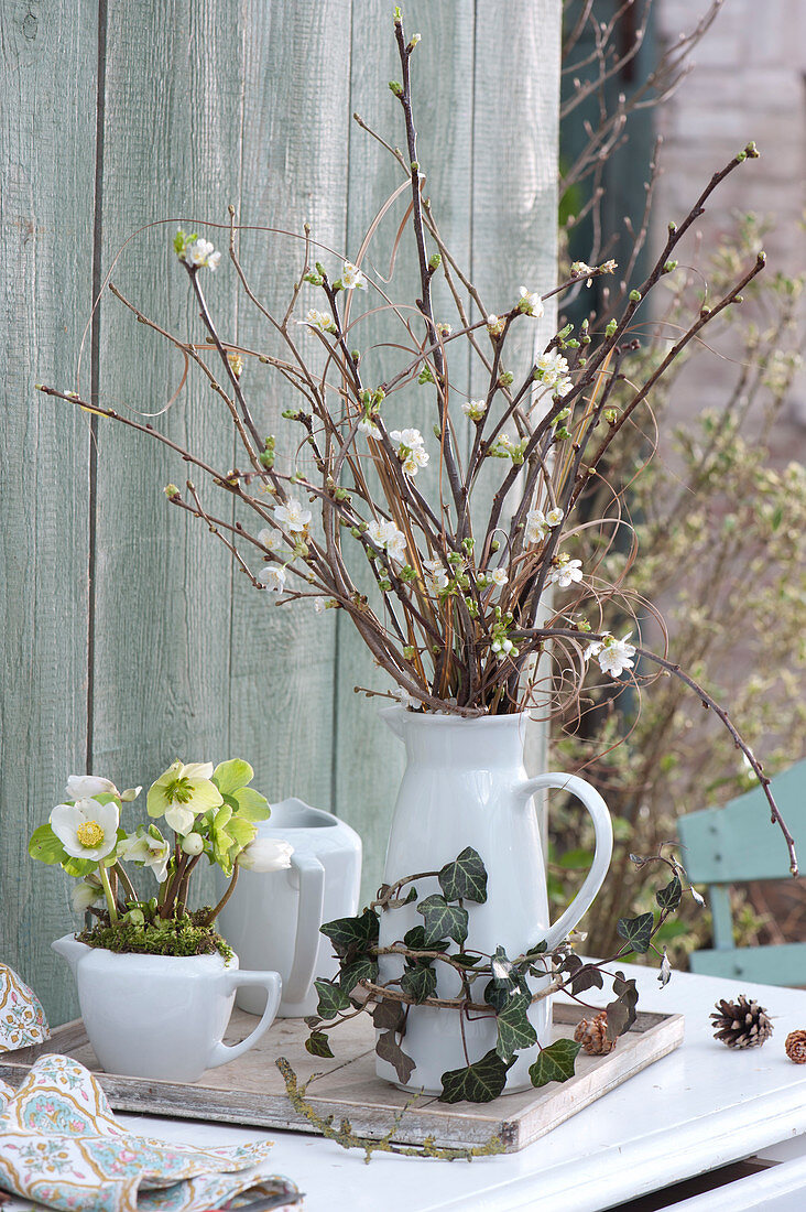 Cherry branches driven into a jug as barbara branches