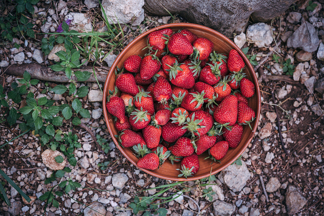 Frische Erdbeeren in Keramikschüssel auf steinigem Gartenboden