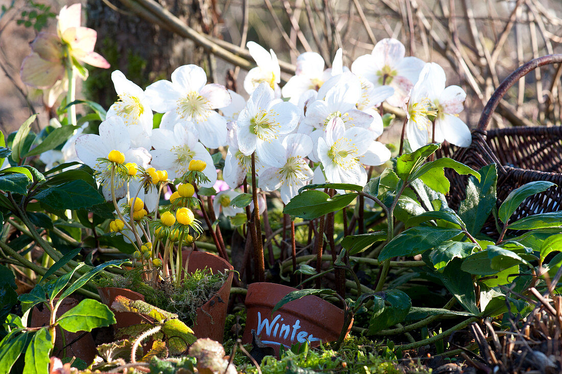 Blooming Christmas rose in the bed