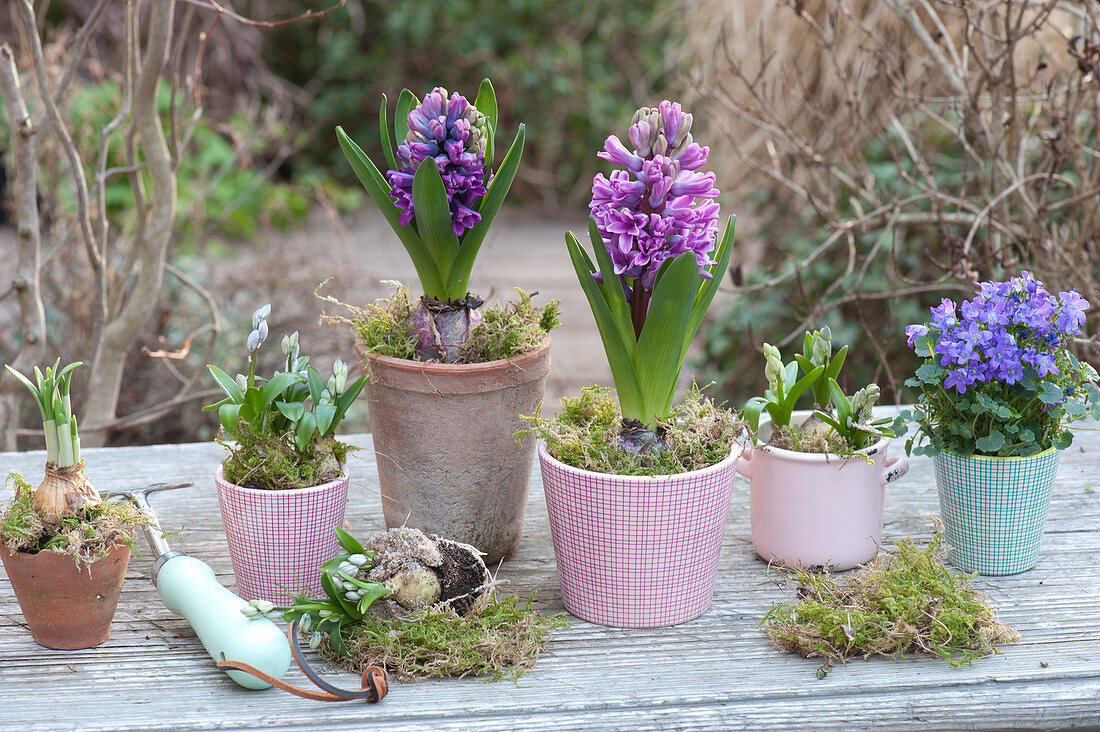 Pots with hyacinths and squill