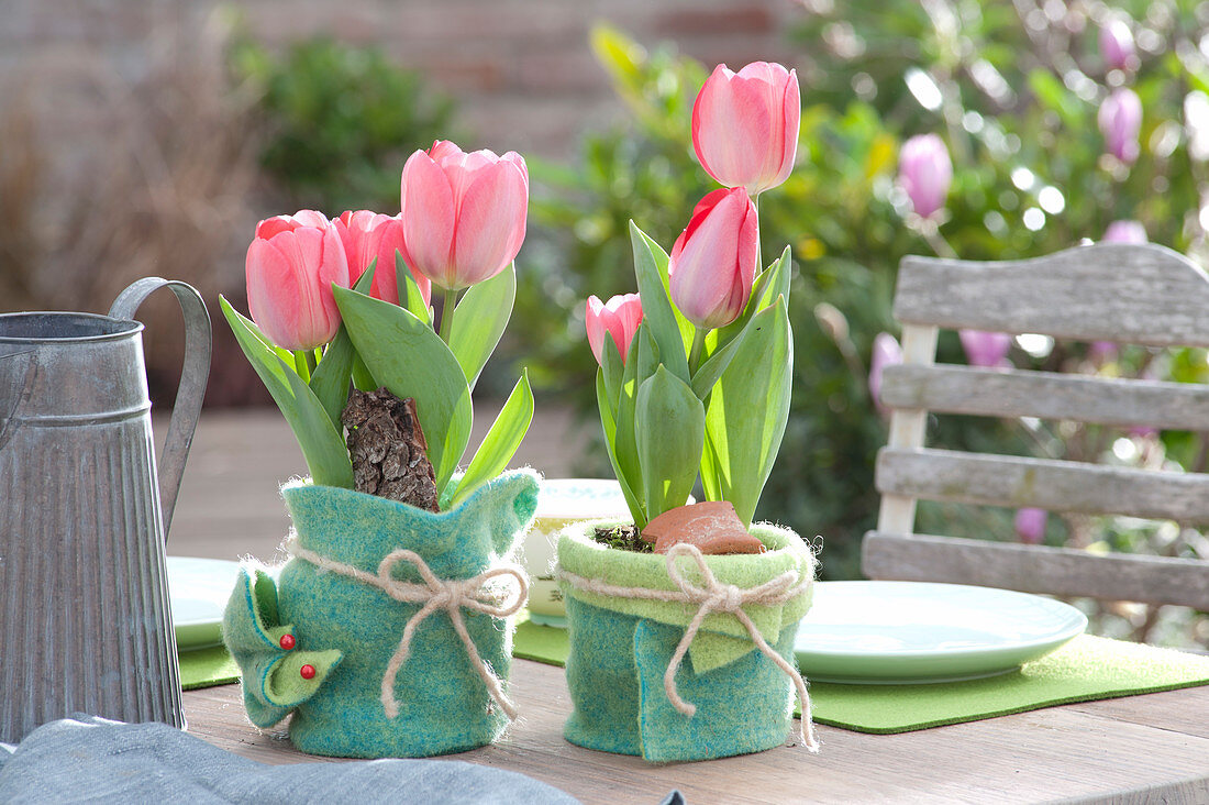 Tulip 'red Paradise' As A Table Decoration