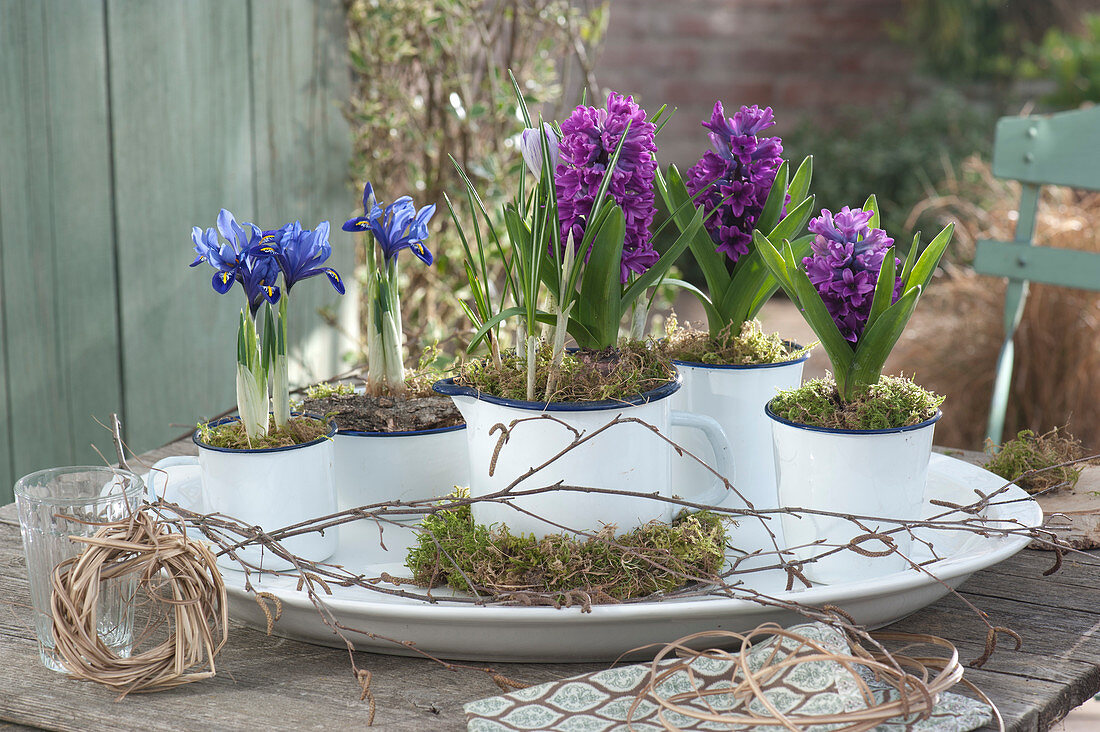 Hyacinths and net iris  as table decorations