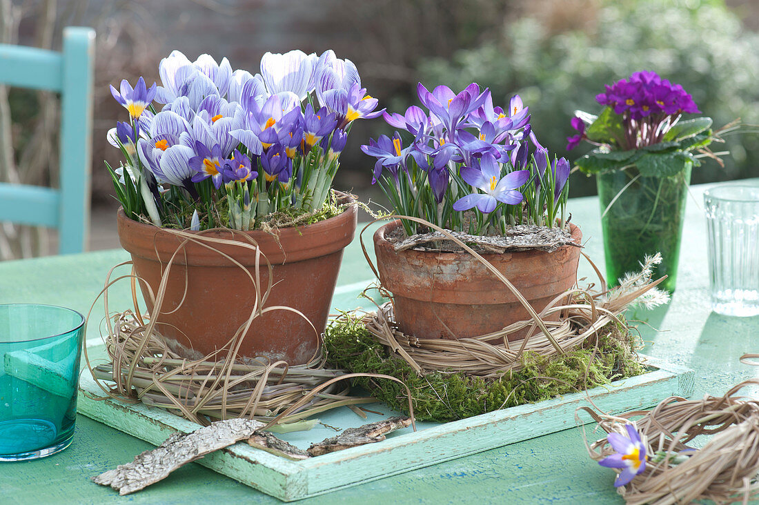 Crocuses in clay pots as table decorations