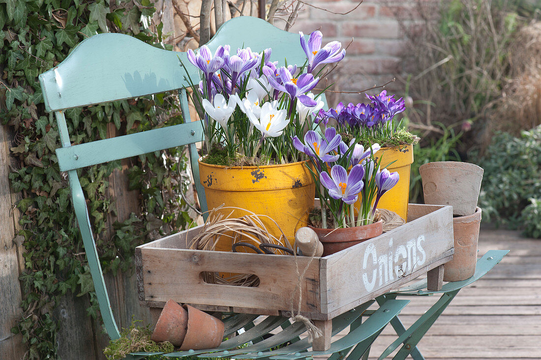 Crocus arrangement in wooden box