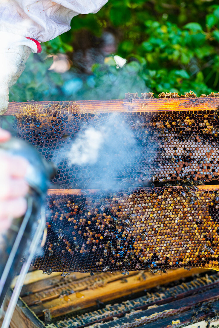 Imker mit Smoker vor Bienenwaben