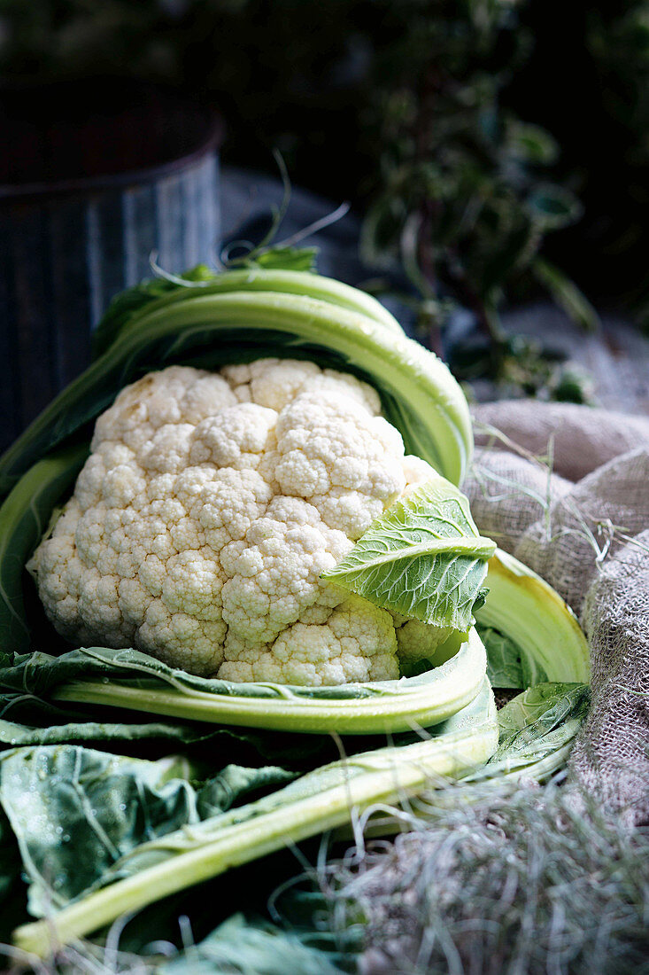 A cauliflower head