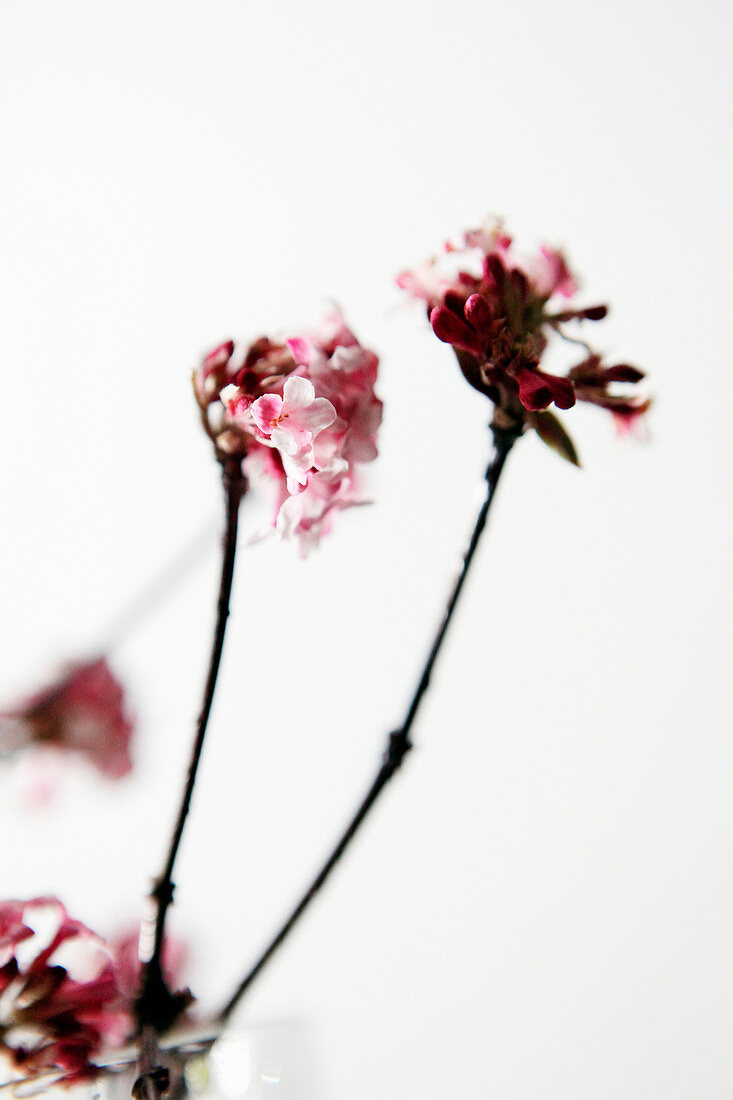 Flowering fragrant viburnum