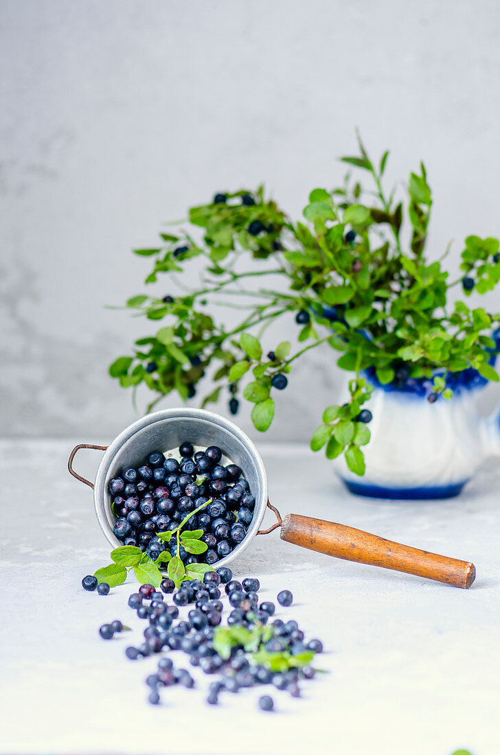 Blueberry with leaves in a sieve and a jug