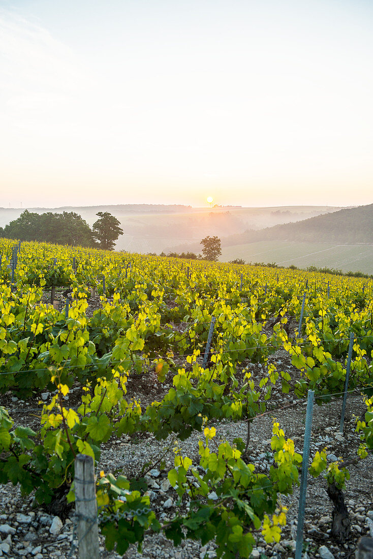 Sunrise in northern Chablis