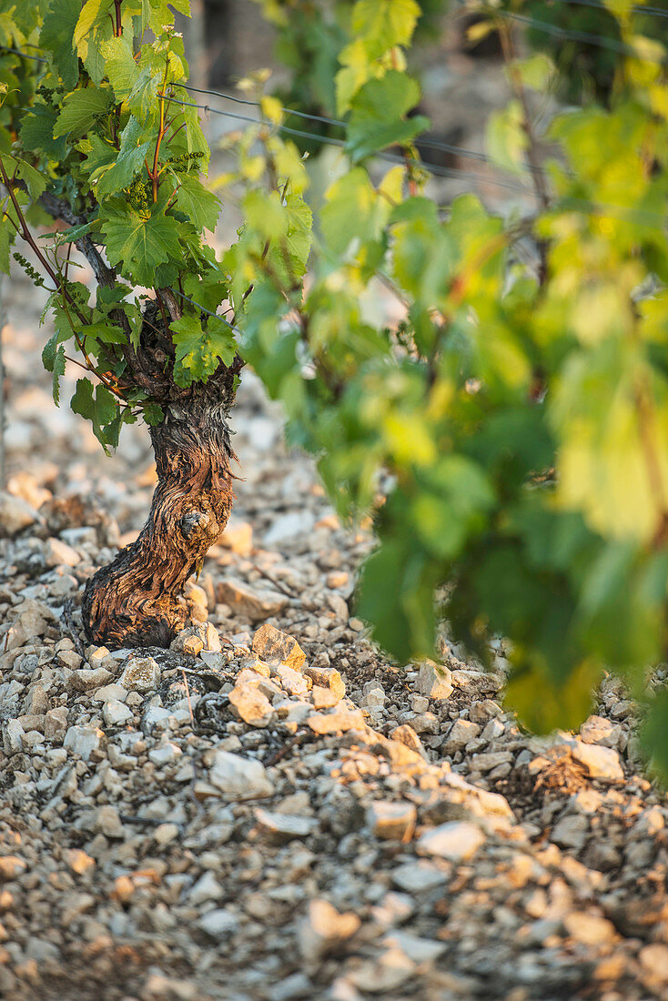 Jurassic limestone terrain is a perfect match for Chardonnay