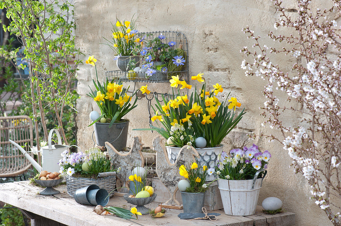 Terrassen-Arrangement mit Narzissen, Hornveilchen und Traubenhyazinthen