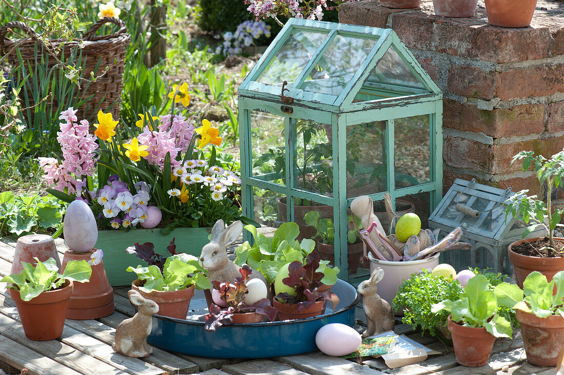 Frühlings-Arrangement mit Salat Jungpflanzen und Blumen