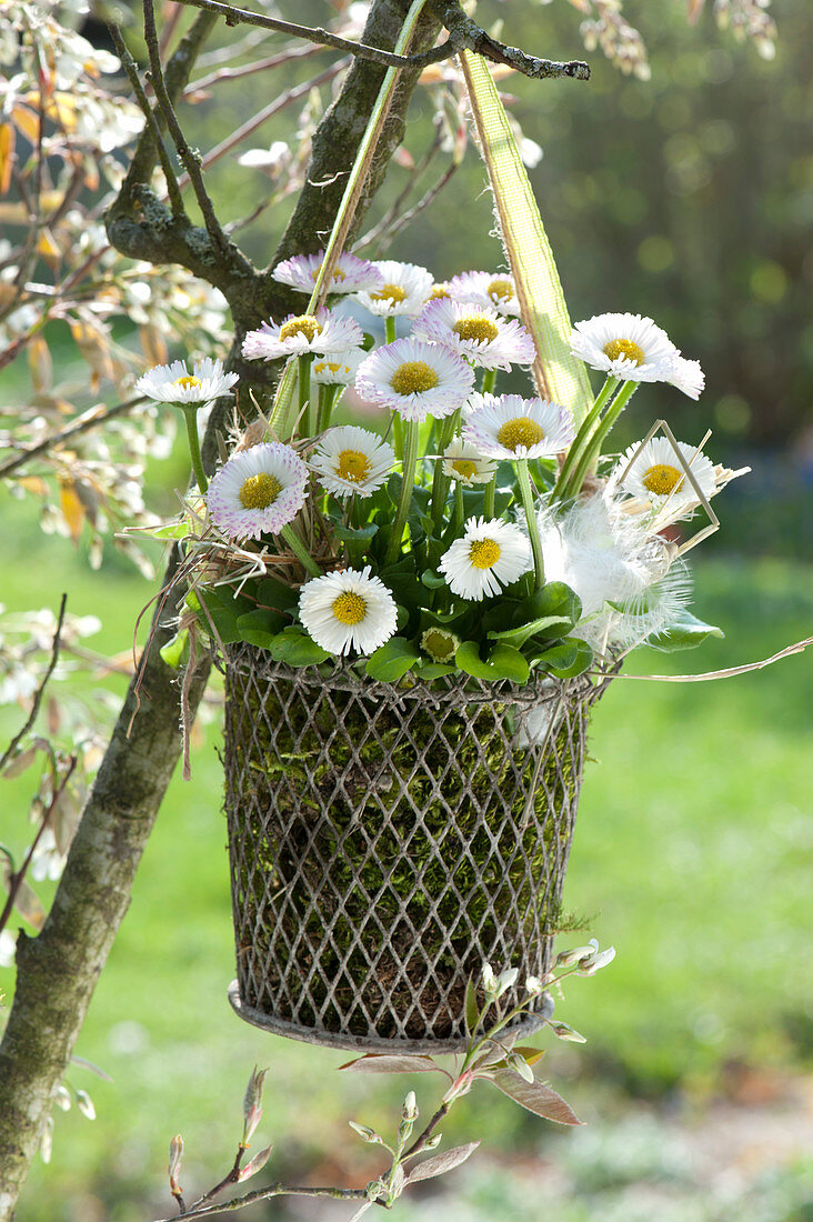 Basket of daisies hung on the tree