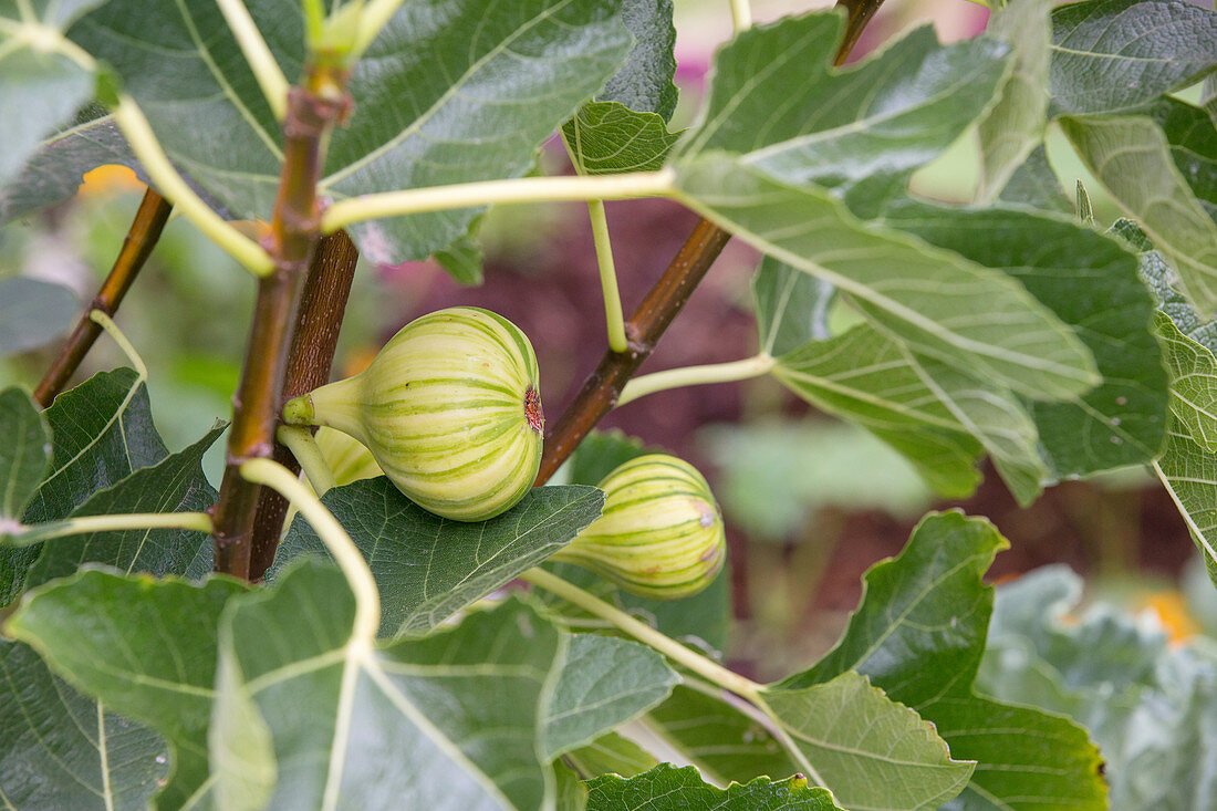 Striped Panachée figs