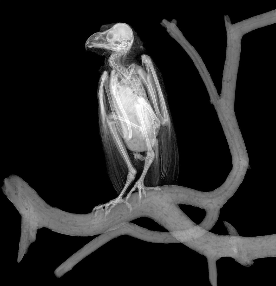 Long-eared owl, X-ray