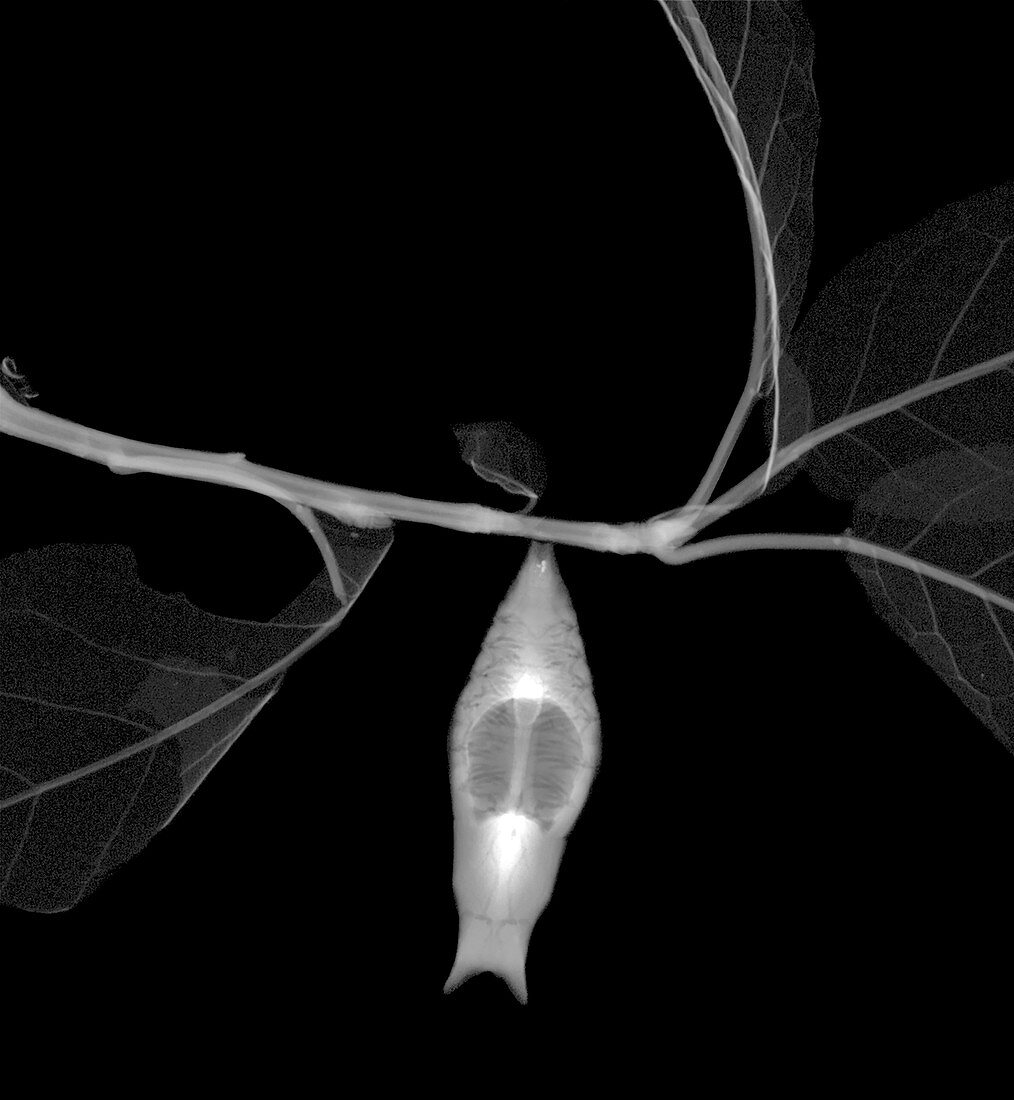 Butterfly cocoon, X-ray