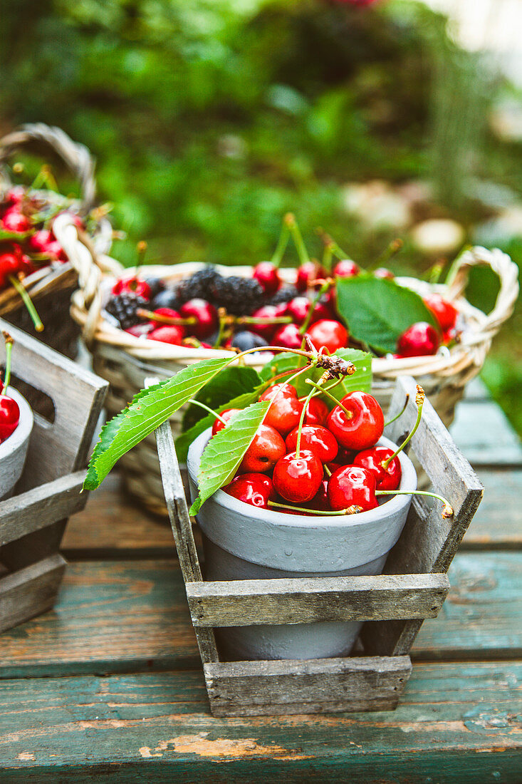 Freshly harvested cherries and berries on a garden table