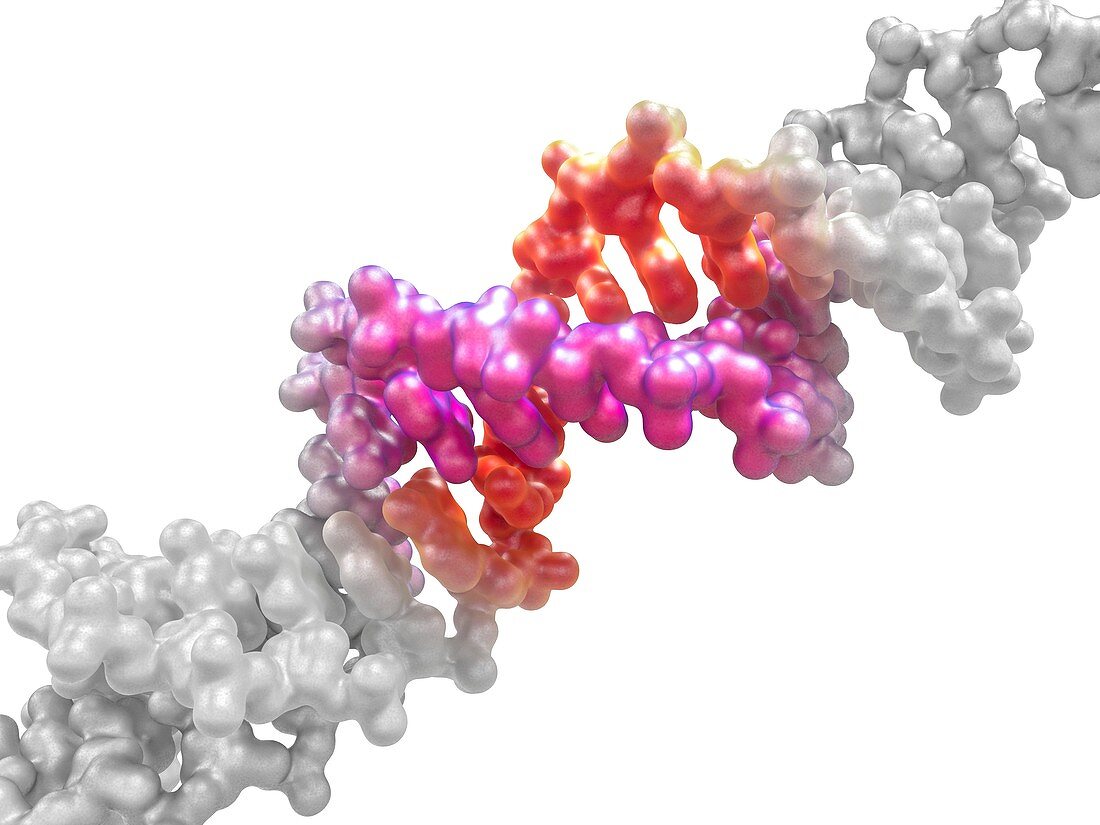 DNA editing, conceptual illustration