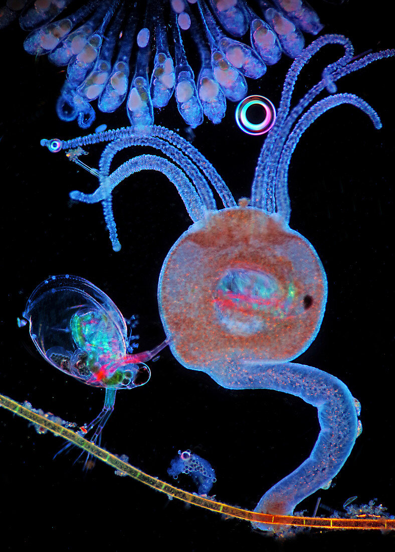 Hydra, water flea and rotifers, light micrograph