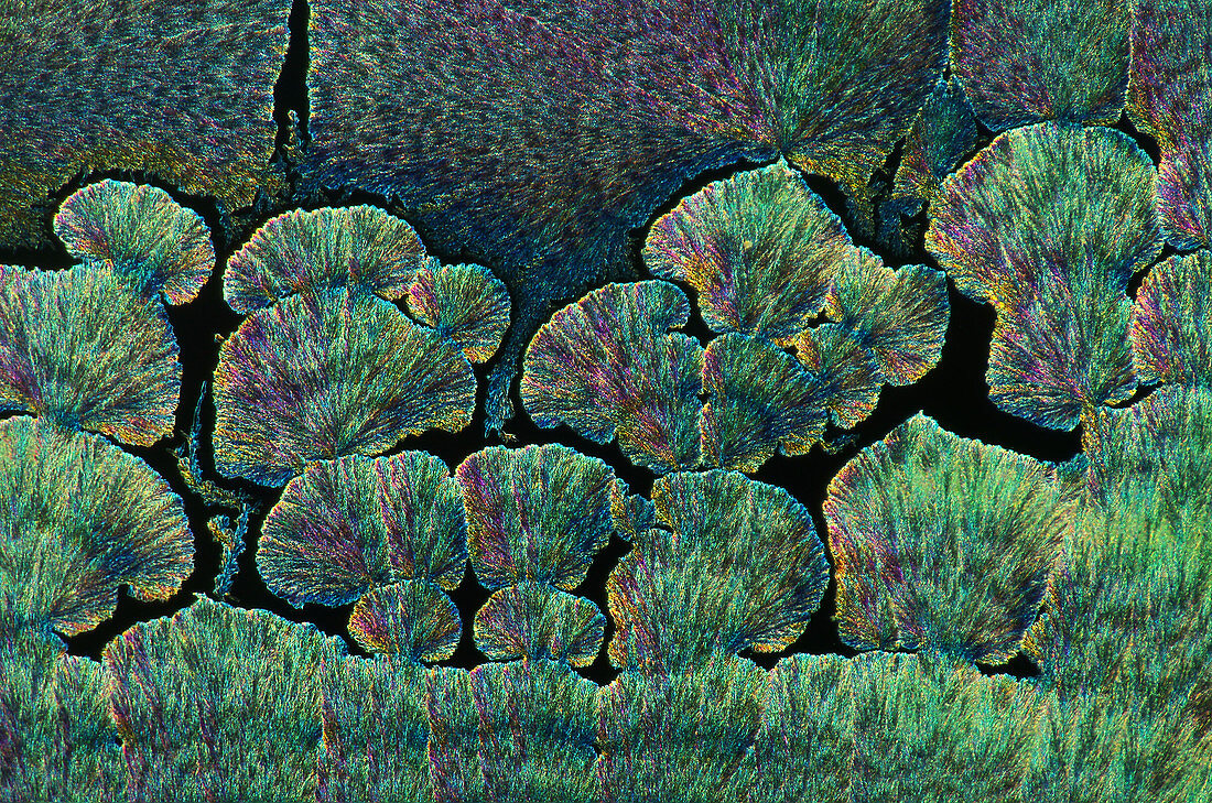 Vitamin C crystals, light micrograph