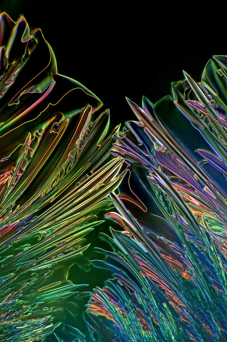Vitamin C crystals, light micrograph