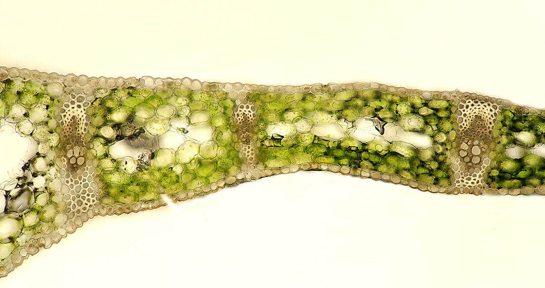 Convallaria leaf tissue, light micrograph