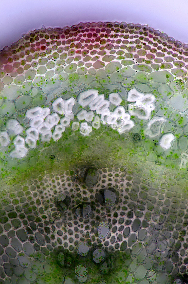 Urtica stalk tissue, light micrograph