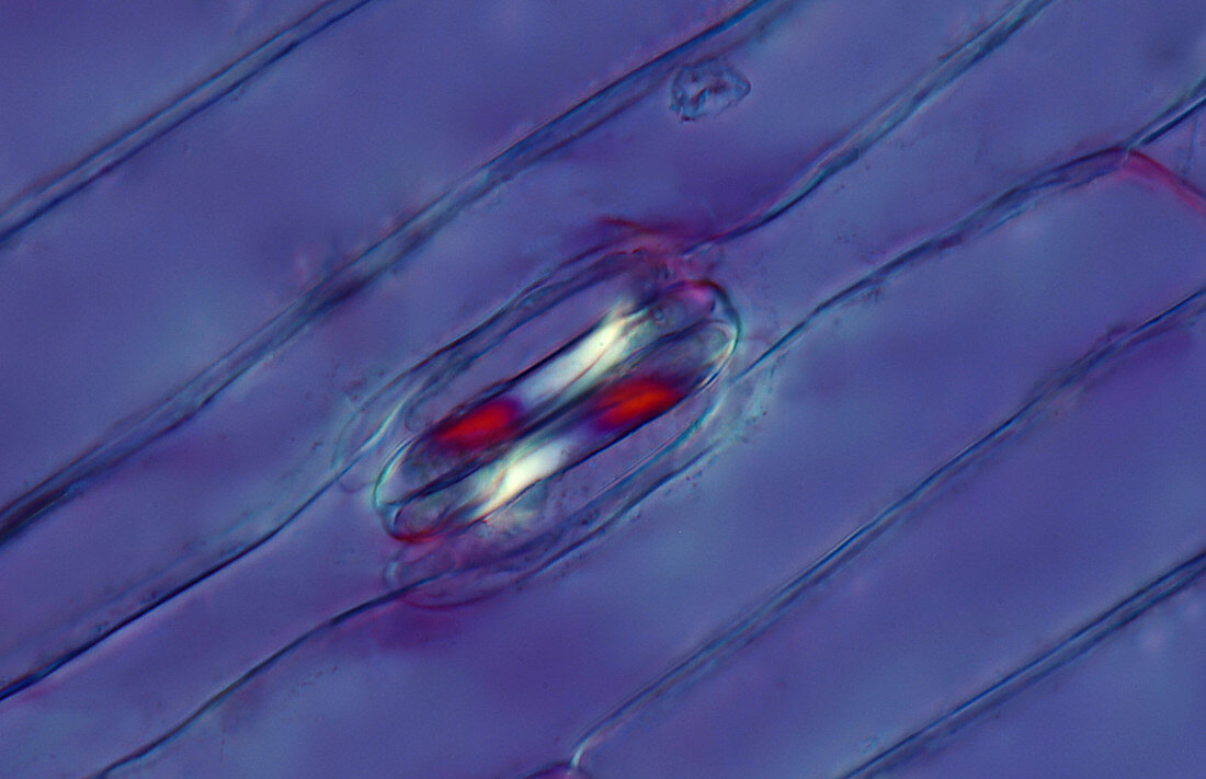 Grass leaf stoma, light micrograph