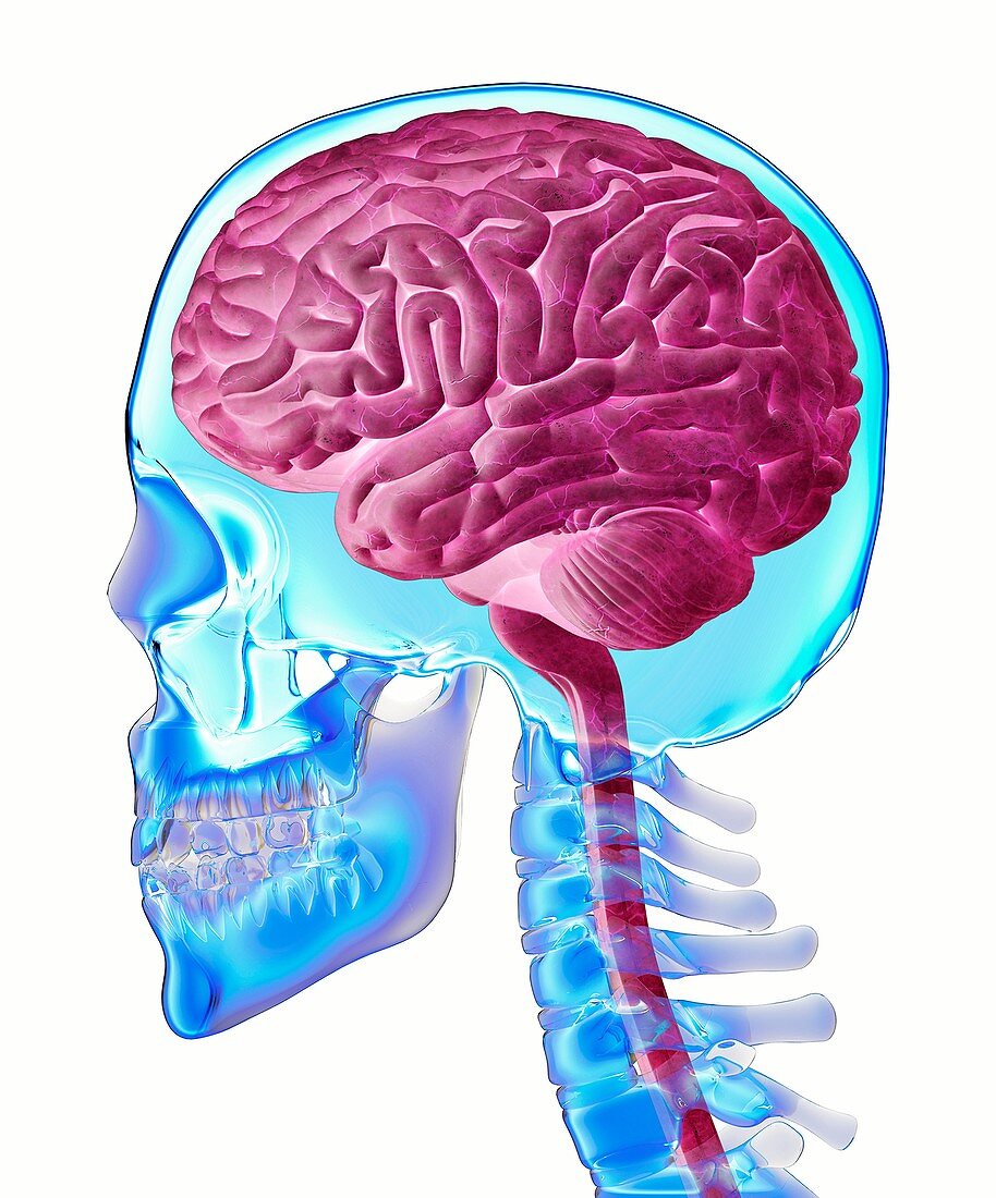 Brain and skull anatomy, illustration