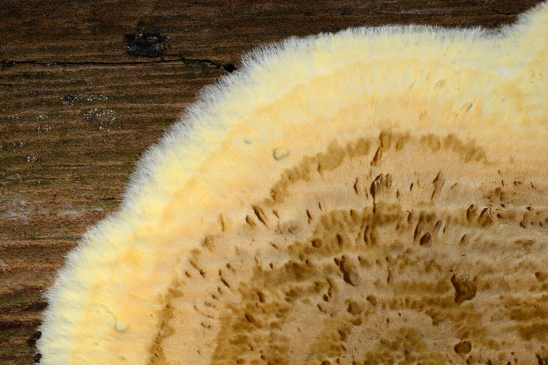 Wet rot fungus
