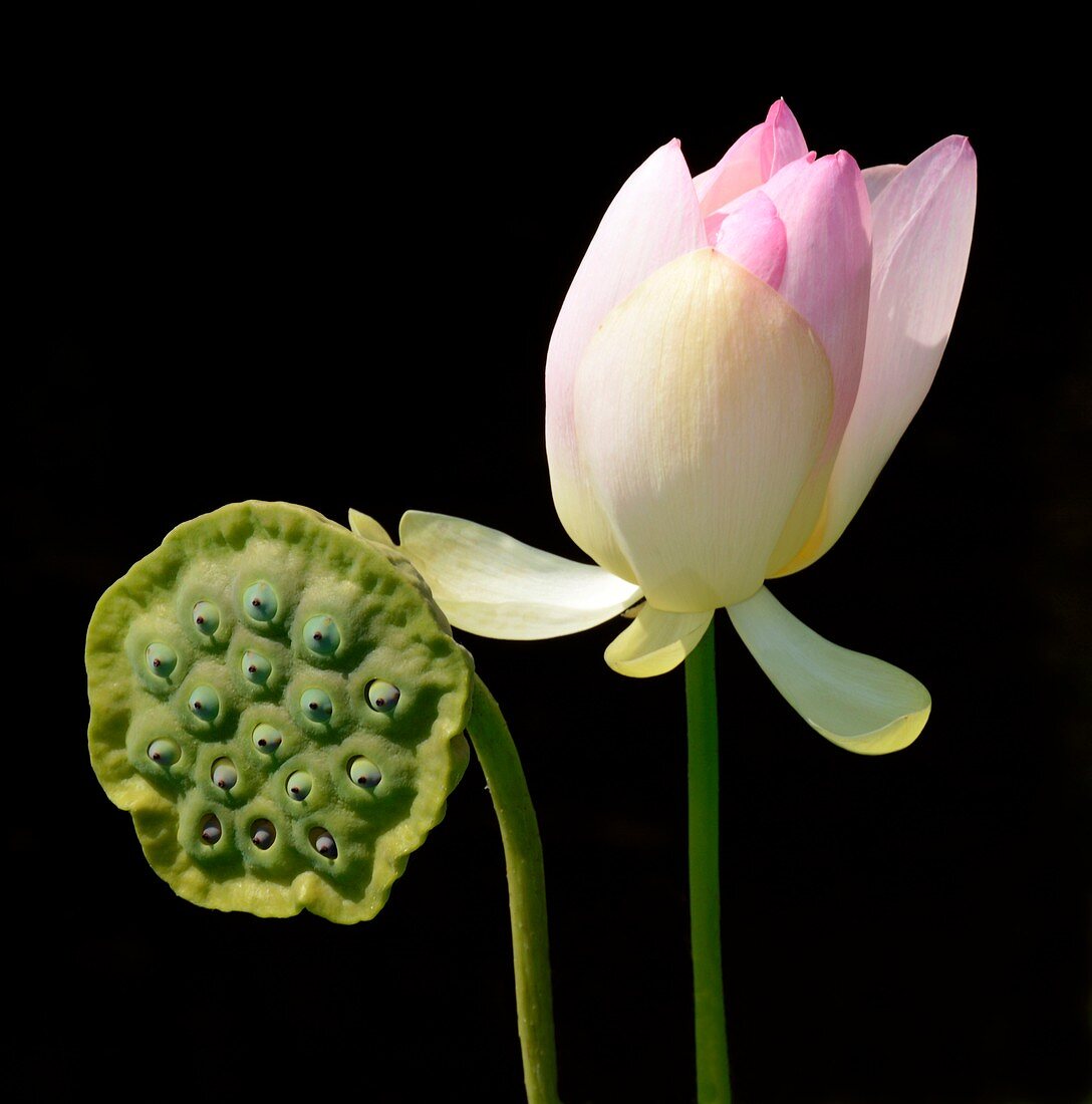Indian lotus flower and seed head