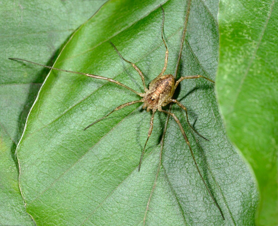 Harvestman