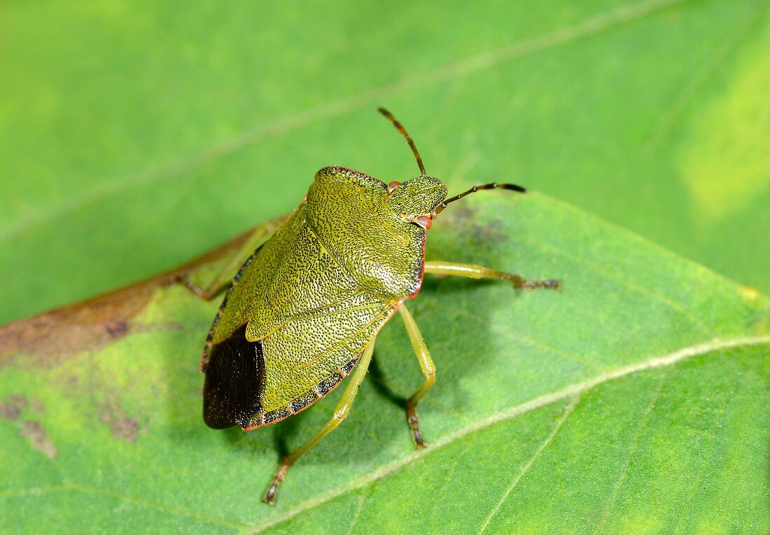 Green shieldbug