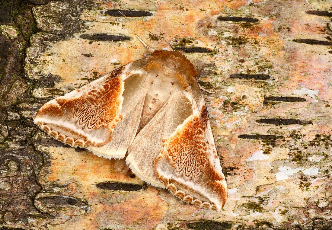 Buff arches moth