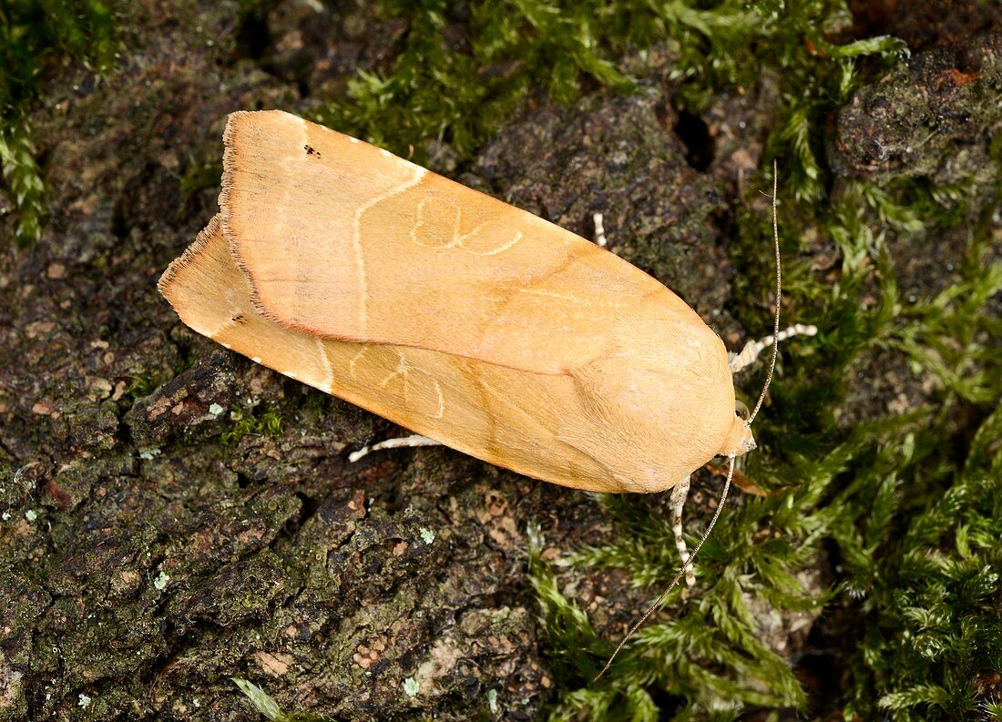 Broad-bordered yellow underwing moth