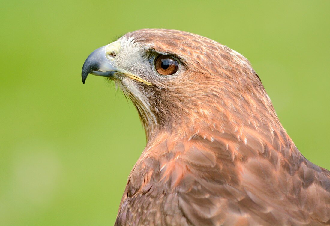 Tawny eagle