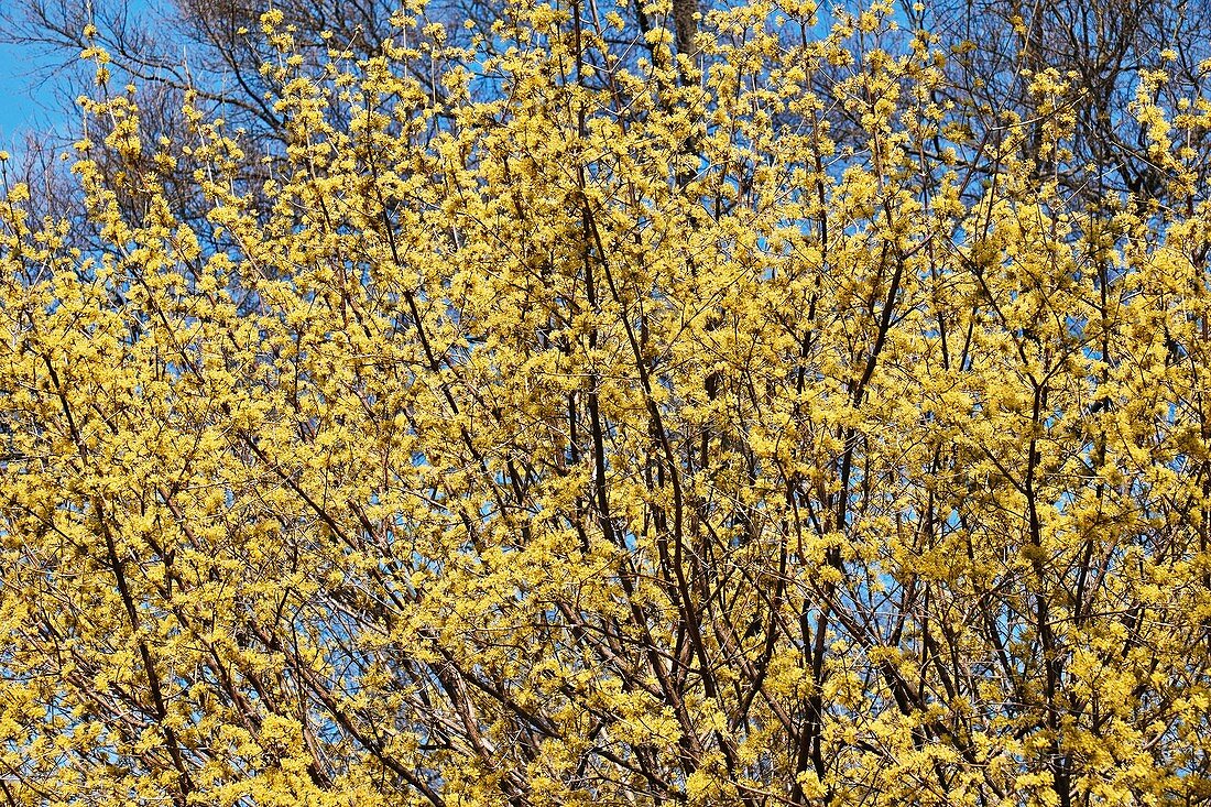 Cornelian cherry dogwood (Cornus mas 'Spring Glow')