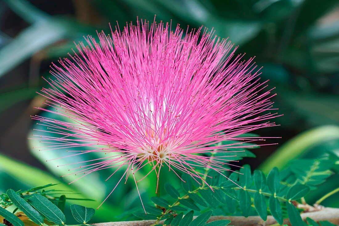 Surinam Powderpuff (Calliandra surinamensis)