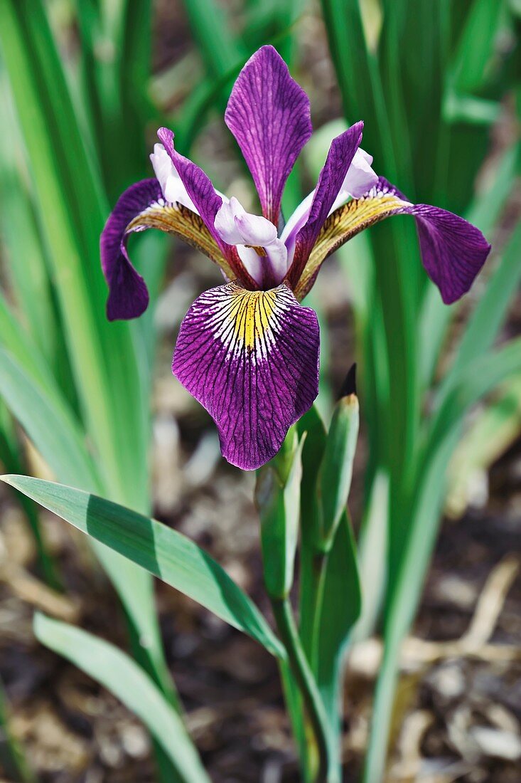 John Wood Blue Flag iris (Iris versicolor 'John Wood')