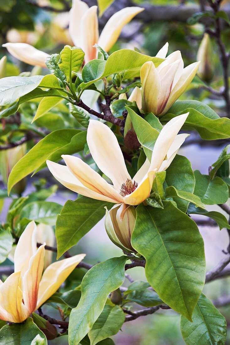 Magnolia (Magnolia brooklynensis 'Hattie Carthan')