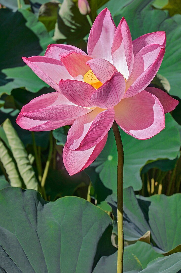 Sacred lotus (Nelumbo nucifera)