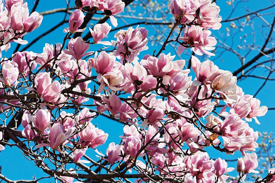 Saucer magnolia (Magnolia x soulangeana)