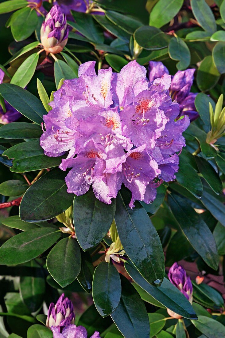 Catawba rosebay (Rhododendron catawbiense)